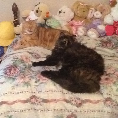 We are @CrownGamer901 's cats! Summer ☀️: 16 yrs, Autumn 🍂: 15 yrs🌈, Max 💘: 4 yrs 🌈 , Bear 🐻: 8 yrs, Willow 🌳: 12 yrs🌈, Bella 🔔: 12 yrs #CatsOfTwitter