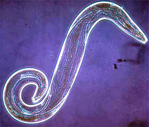 TheMalarias's profile picture. An intracellular parasite that is transmitted by the Anopheles mosquito. Drugs treat me. Nets prevent me. I cost millions in loss of life and productivity.