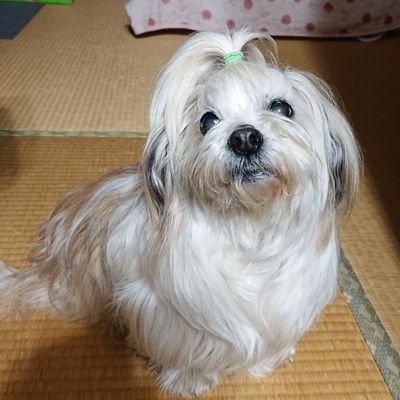 シーズー&パピヨンのミックス犬♀。2007年3月25日生まれ。

2022年3月18日(金)に脾臓の血管肉腫と診断されました。15歳☘️2022年5月20日(金)17:30🌈へ

たくさんの幸せをありがとう
日常記録としてのアカウントです。大切な家族が幸せに過ごして行けるように^^