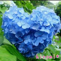 キリギリス1号 (@kirigirisu1go) 's Twitter Profile Photo キリギリス1号 (@kirigirisu1go) 's Twitter Profile Photo