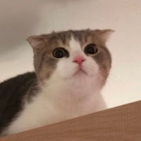 ⛈⛈ (@onemealstand) 's Twitter Profile
