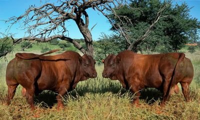 Black lives matter... Protect our women and children. 🐂🌻Farming is the way to life.