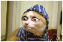 Geraldo_Habbo's profile picture. Se a tua vida é uma merda, finja ser uma mosca e seja feliz!