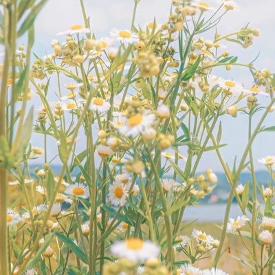 ninitiantian's profile picture. hi