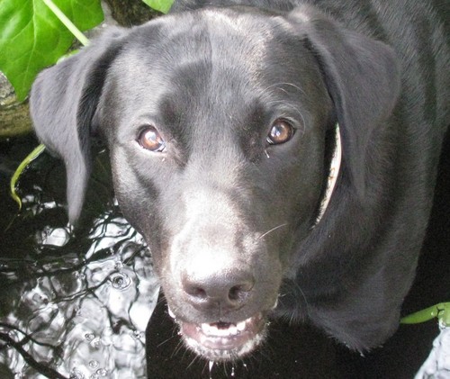 Hi everybody its Sadie most people call me sadie poo im @alyciawatts 's dog follow her and@i_kissed_this#followme ruff im out : }p.s i follow back
