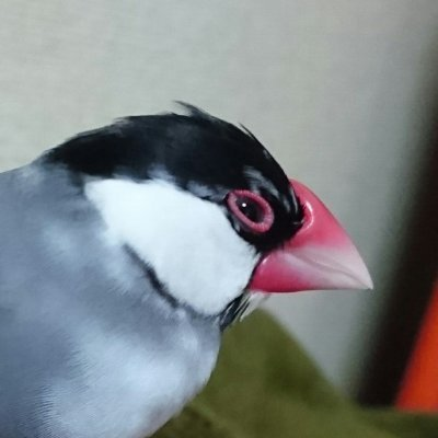 奈央菊🌈🐦〰💨さんのプロフィール画像