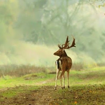 purusho27556062's profile picture. 