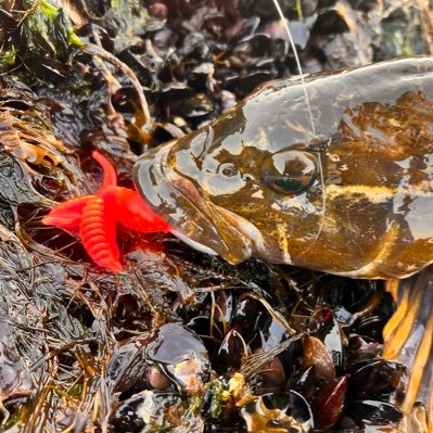 konbukonbu0613's profile picture. 昆布昆布