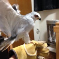 Suzu (@tiny_hawk_0208) 's Twitter Profile
