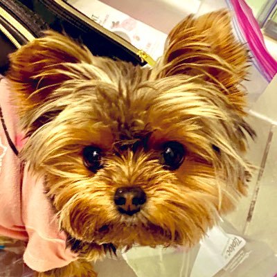 littlegrrrace's profile picture. Smol Dog, Enormous heart. Re-homed and got a new mom and a happy life. Certified ESA, PSD, and Volunteer Service Animal. Hospice volunteer. Soccer player.