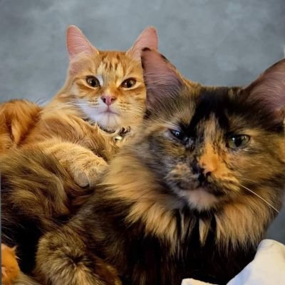 Queens of the doublewide!! Tortie HarleyMcFluffybutt and OrangeTabby Molly Weasley! They are full of sass and floof! We are purroudly LGBTQIA cattos!
