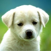 Noel Verdugt (@nverdugt) 's Twitter Profile