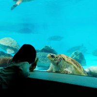 ar 🐢100x100 (@ar100x100) 's Twitter Profile Photo