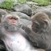 Formosan Macaque (@FormosanMacaque) Twitter profile photo