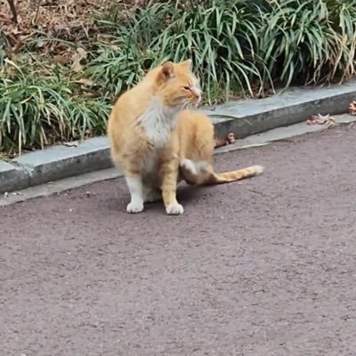 読み垢🐹🐱 成人済.