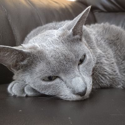 こみーさんのプロフィール画像