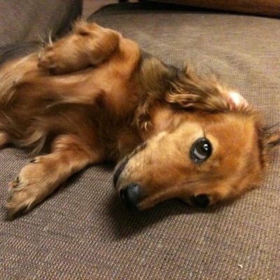 ダックス専門犬舎です 事業所の名称:KANOA.2005 JP 🐶動物取り扱い責任者:小池昌則 🐶動物取扱業登録番号:栃木県動愛セ22販第014号 🐶有効期限:令和27年6月7日 ⚠️お問合せはDMでお願いします🤲 https://t.co/EbS3SttnlO