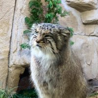 aizu_Daisen (@96aizu) 's Twitter Profile