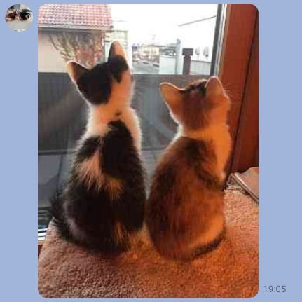 divitaLinea2's profile picture. 