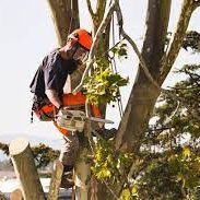 Address:
117 Prince St, 
Phone:
(646) 5064971 
Category:
Tree service
Hours:
24 Hours
Payment Types:
Cash, all credit cards, check