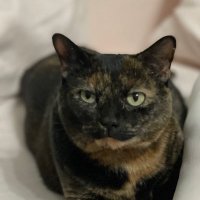 Joy Little (she/her) (@joyous726) 's Twitter Profile