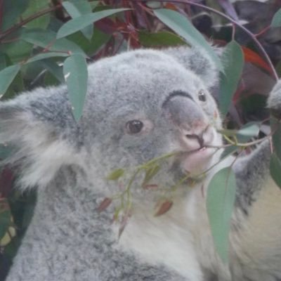 kenzoooojp's profile picture. 好きなコアラはワトルとふくちゃん☆多摩や高坂sczで撮った写真や動画を載せます！よろしくお願いします！Instagramも同じkenzoooojpです！YouTubeも地味に更新中。