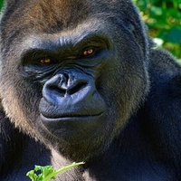 CritterCamGorilla😊(@face_victory) 's Twitter Profile Photo