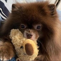 KFC王子 (@xinchangkami) Twitter profile photo