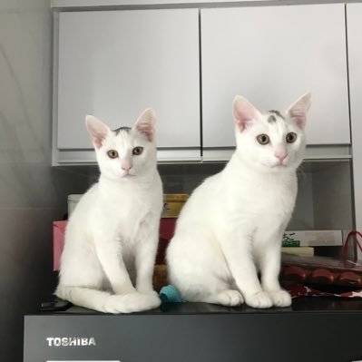 Our names are Likgulikgu & Goolugoolu. We are Hong Kong Short Hair Cats. Nice to meet you all. Happy to share our life with you and hope you enjoy it:)