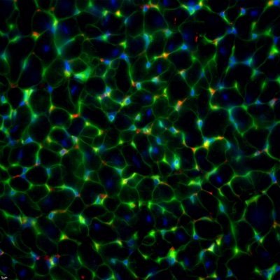 Hinkel_Lab Profile