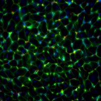Hinkel_Lab (@hinkel_lab) 's Twitter Profile Photo Hinkel_Lab (@hinkel_lab) 's Twitter Profile Photo