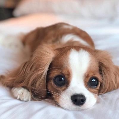 ApawJanet's profile picture. 