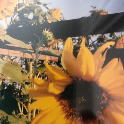 mom grandma, lover of gardening, dogs, chickens. Blue skies await.
