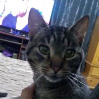 DEIBY GUATEQUE (@upj13) 's Twitter Profile