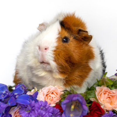 ✨ Follow the wonderful adventures of the cutest guinea pigs ✨