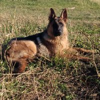 Patriot Anhalt--für unsere schöne Heimat (@bullock7) Twitter profile photo