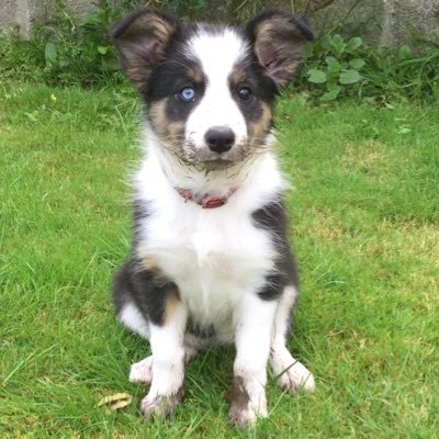 I am Ellie a beautiful Border Collie. I am very special & am very energetic. I love tennis balls, the sea, my 6 Hebridean sheep. My mum is called Tanya