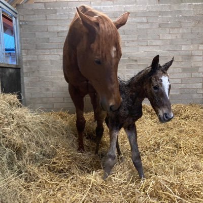 Climate change sceptic, completely anti illegal immigrants. Fed up to the back teeth with BLM etc. Flat racehorse owner breeder, it's a madness.