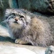 Manul every day at 4:00 PM CDT, DM submissions, Drops extra Manul at 7:00 AM CDT every Monday for Manul Monday, Run by a certain Bird….