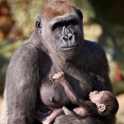 CignalSatellit3's profile picture. 