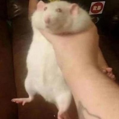 lynelthebean's profile picture. They/Them | 22 | USN ⚓️🚢| questionable tastes and crippling depression