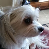 Trio's mom (@triomcginness) 's Twitter Profile