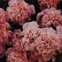 AJ Herrera - @AraJaneth2 - Twitter