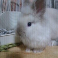 MEGU羊毛フェルト (@pyontalion11) 's Twitter Profile Photo MEGU羊毛フェルト (@pyontalion11) 's Twitter Profile Photo