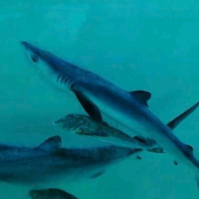 🍙侍タイ沼没入🍰🦈菅波沼🦈無言フォロー失礼します🙇時々ひょっこり出てきます🙇♀️RP多め 最近は雑多垢と化してます 誤字脱字多しですみません🙇♀️ 🎬️侍タイムスリッパー🍙🍰 おかえりモネ🦈🌤️お別れホスピタル🏥仁🩺🏯 コウノドリ🤰🩺🎹 のだめ🎼🎹