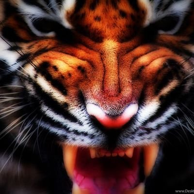 choejeo67908969's profile picture. Tiger