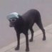 Santiago Mogollon (@santiag44674125) Twitter profile photo Santiago Mogollon (@santiag44674125) Twitter profile photo