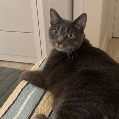 RoryTheboycat Profile Picture