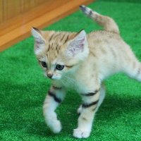 ★★たかちん★★ (@takachin_kobe) 's Twitter Profile