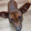 Carol Roberson - @ladeanerob - Twitter